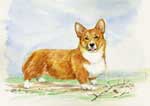 Corgi Dog Painting by Denise Brown